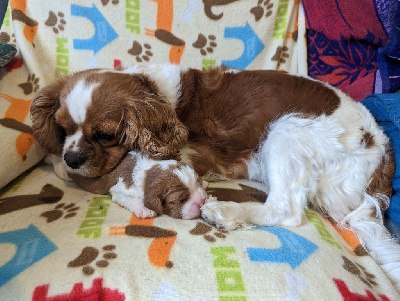 des Rompudes de Beauvoir - Cavalier King Charles Spaniel - Portée née le 04/04/2024