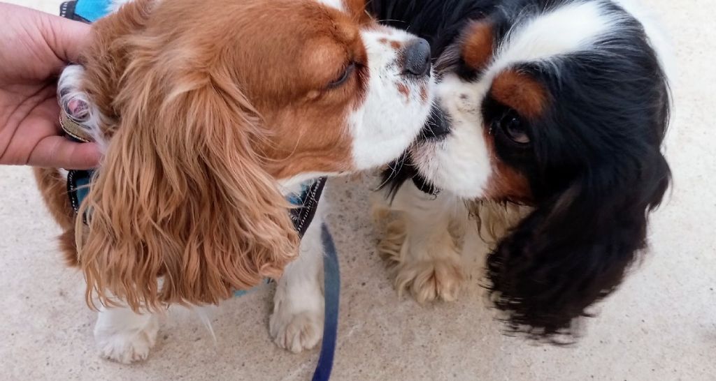 des Rompudes de Beauvoir - Ruby & Stanley