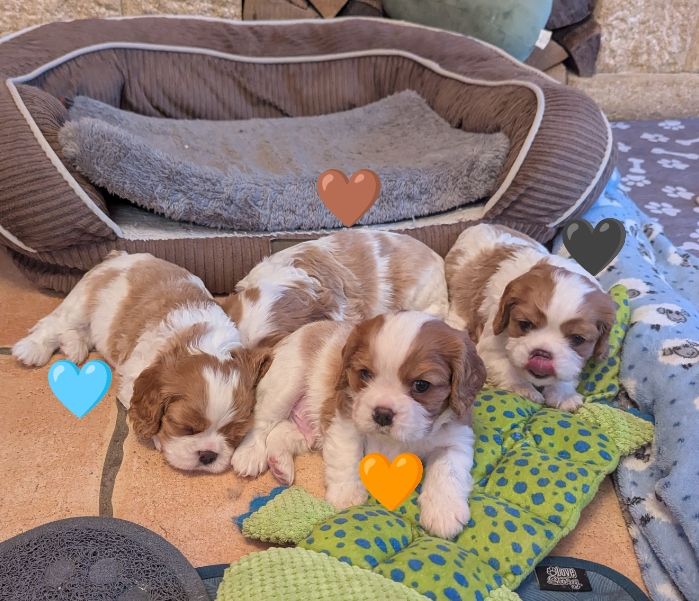 chiots 1 mois