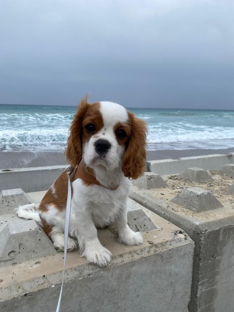 Nouvelles de la portée 2021. Chiots à 4 mois
