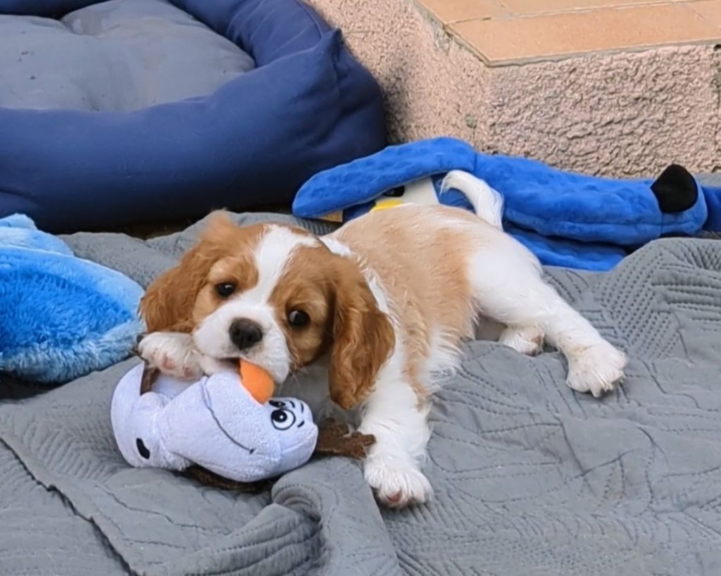 des Rompudes de Beauvoir - Chiots disponibles - Cavalier King Charles Spaniel