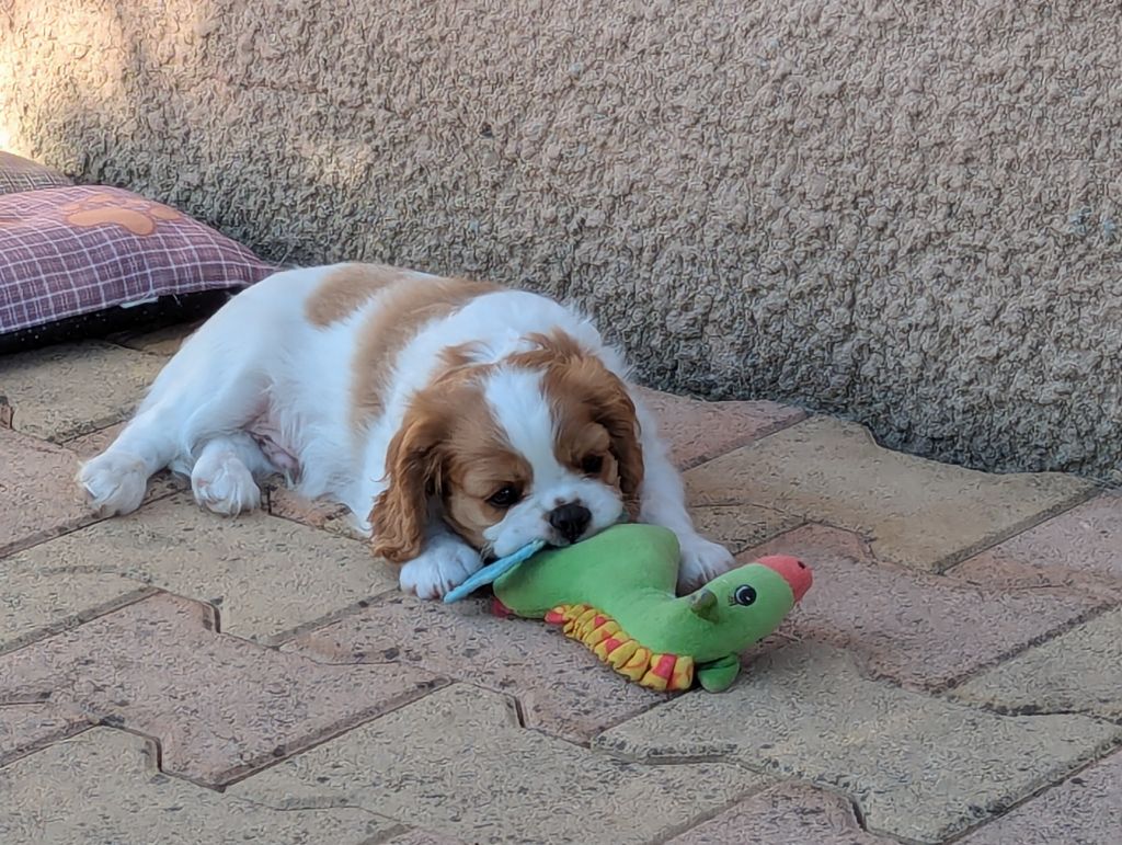 des Rompudes de Beauvoir - Chiots disponibles - Cavalier King Charles Spaniel