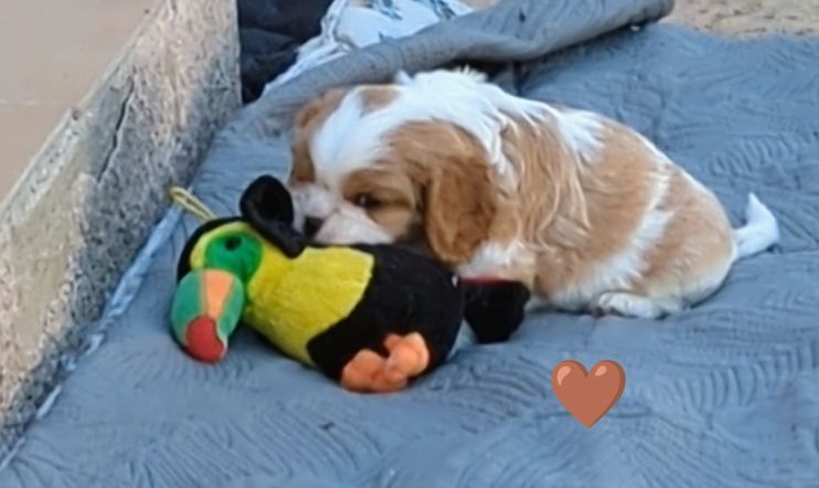 des Rompudes de Beauvoir - Chiots disponibles - Cavalier King Charles Spaniel