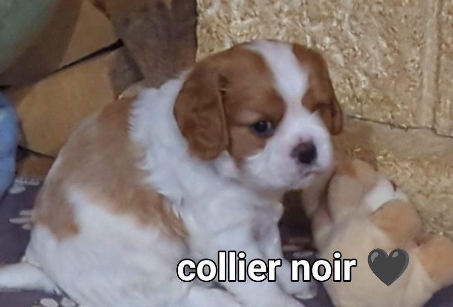 des Rompudes de Beauvoir - Chiots disponibles - Cavalier King Charles Spaniel