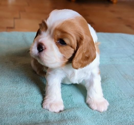 des Rompudes de Beauvoir - Chiots disponibles - Cavalier King Charles Spaniel