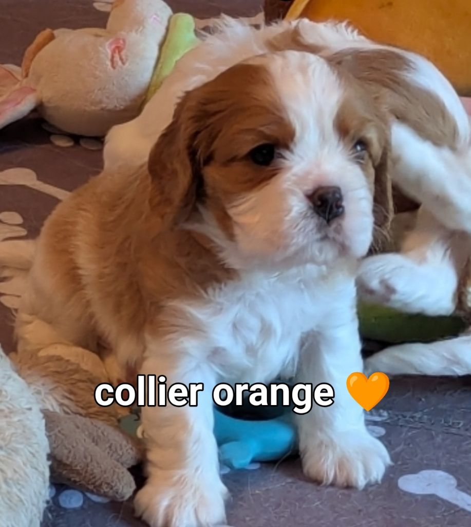 des Rompudes de Beauvoir - Chiots disponibles - Cavalier King Charles Spaniel