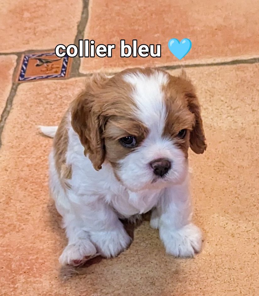 des Rompudes de Beauvoir - Chiots disponibles - Cavalier King Charles Spaniel